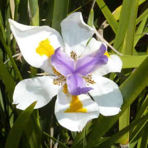 white, purple and yellow dietes flower