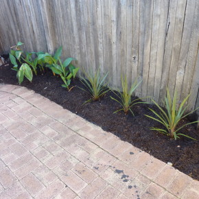 black mulch in garden beds with contrasting green plants