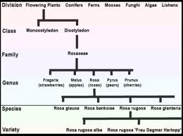 chart showing latin names of plants