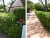 pruning hedges