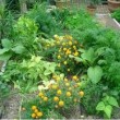 companion planting marigolds between vegetable plants