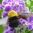 native bee with purple flower