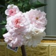 cluster of pale pink roses